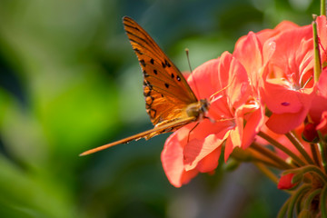 butterfly on flower