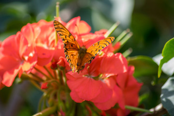 butterfly on flower