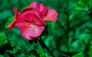 red flower