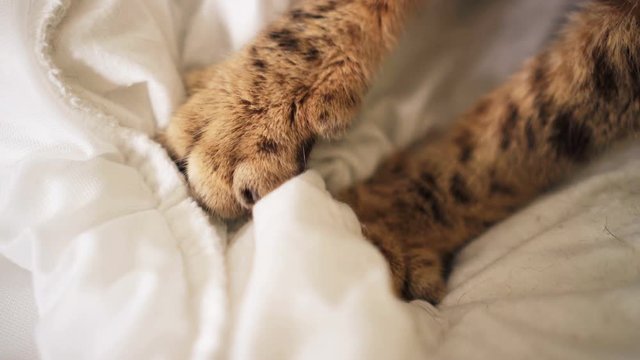 Close up cat paws kneading - pushing claws in and out on the blanket