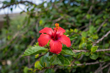 red hibiscus flower