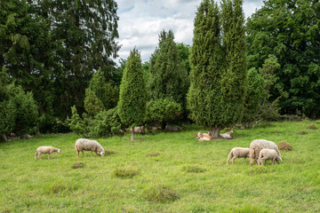 Fototapeta premium Schafe und Ziegen im Naturschutzgebiet Rübenkamp