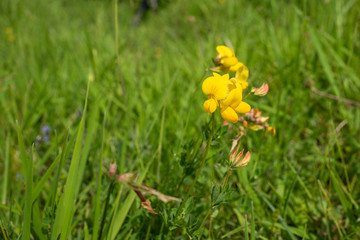 Gewöhnlicher Hornklee Naturschutzgebiet Rübenkamp