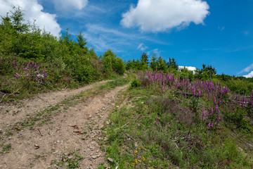 Fototapeta na wymiar Fingerhut Digitalis purpurea am Wegesrand