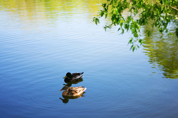 Two bird Mallard ducks swims in lake or river the city park. Spring or summer day
