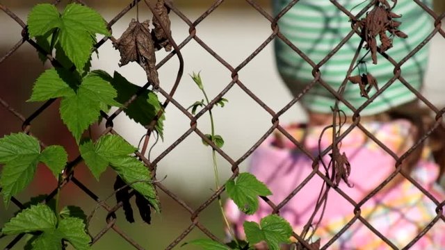 Common hop entwined in old rusty fence made of steel wire mesh. In the defocused background, the baby girl is cute smiling