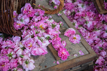 Flower bed of beautiful blooming pink roses flowers