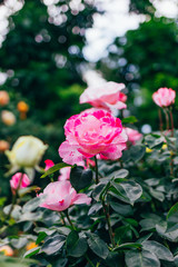 A bush of pink roses in the park