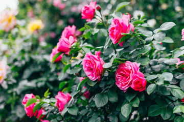 Flowering bush of pink roses in the park