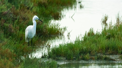 Little Egret Egretta Garzetta Las Salinas