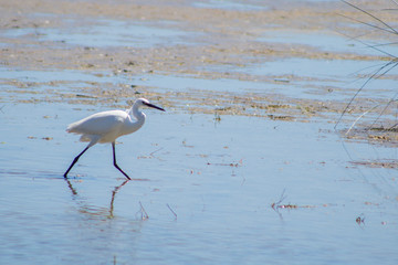 Aigrette garzette