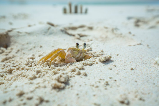 Small white sand crab of Kleine Curacao