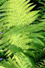 Green fern leaves background
