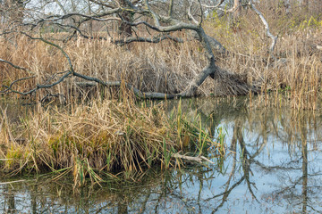 Swamp wetland in winter