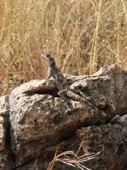 lizard on a rock