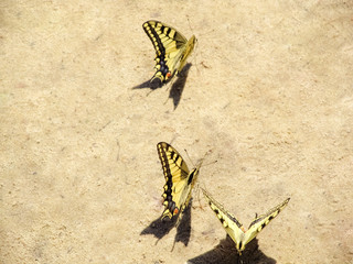 Yellow butterflies sit on the sunny sand.
