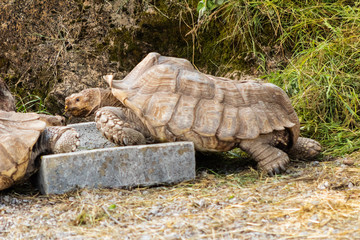 Naklejka premium ground turtle enjoying in its enclosure