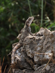 lizard on a rock