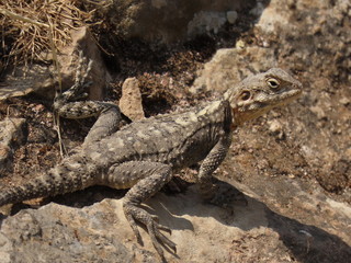 lizard