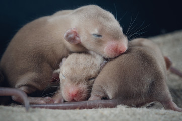 Small children of ornamental rats