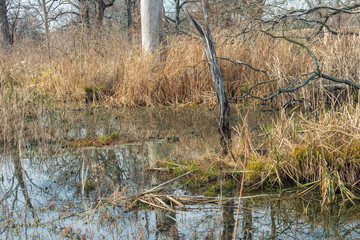 Swamp wetland in winter