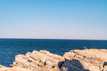Dog on the Rocks at Cape Elizabeth - South Portland, Maine