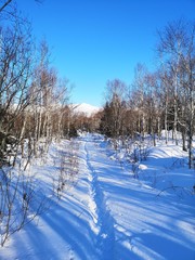 forest in winter