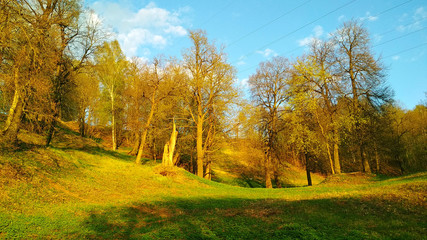 Fototapeta premium autumn forest. yellow leaves