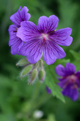 Close up of purple flowers, geranium