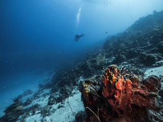 Seascape of coral reef in the Caribbean Sea around Curacao with coral, sponges, bait ball and diver