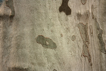 texture of sycamore tree without bark