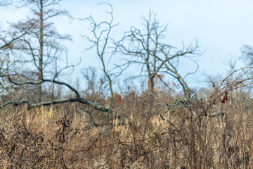 Bare trees in winter on a prairie savanna