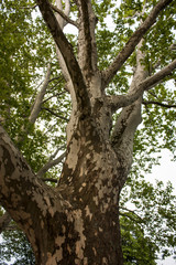 Fototapeta na wymiar sycamore tree without bark bottom view