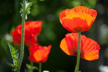 close-up of red poppy blossoms