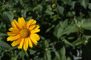 yellow flower in garden