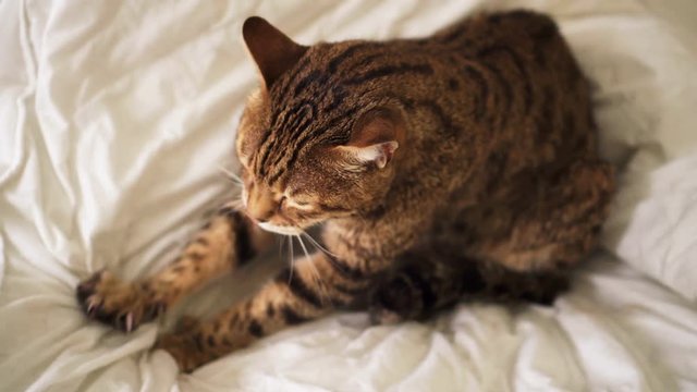 Bengal cat sitting on bed kneading - pushing his claws in and out on the blanket