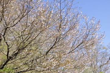 Fototapeta premium マメザクラ 