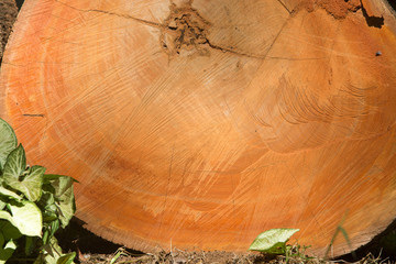 Pieces of red wood tree cut illegally