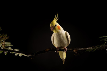 Parrot with Open beak. Angry parrot attacking. isolated on black background © AnnJane