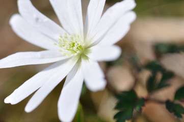 キクザキイチゲ