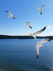 Seagulls over the water