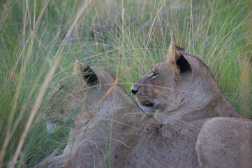 Lions relaxing in the grass