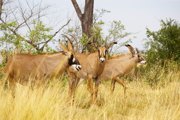 Naklejka na ściany i meble Roan antelope trio in grass