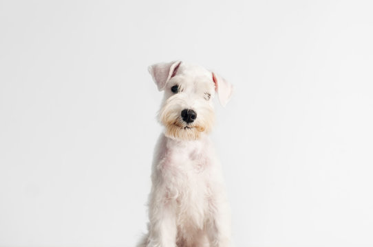 Happy, cute, funny puppy dog Schnauzer isolated on white background.