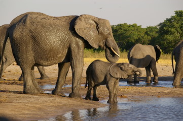baby and mama elephants drinking