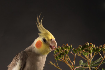 Parrot Eating Close Up, Cockatiel Face Close Up, Bird food, on Black background. Copy Space