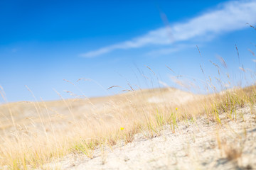 Sand dunes of the Curonian spit also known as 
