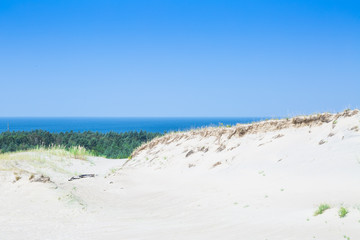 Sand dunes of the Curonian spit also known as "Dead or Grey dunes". Desert plants of wild untouched nature. This place the highest drifting sand dunes in Europe. Nida, Lithuania.