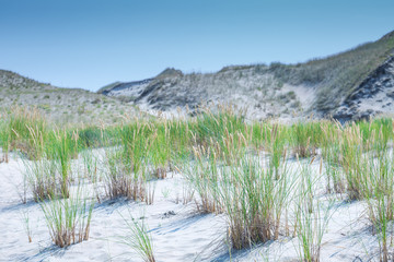 Sand dunes of the Curonian spit also known as 