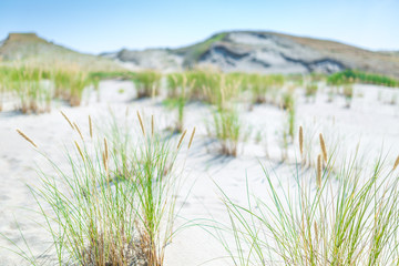 Sand dunes of the Curonian spit also known as 